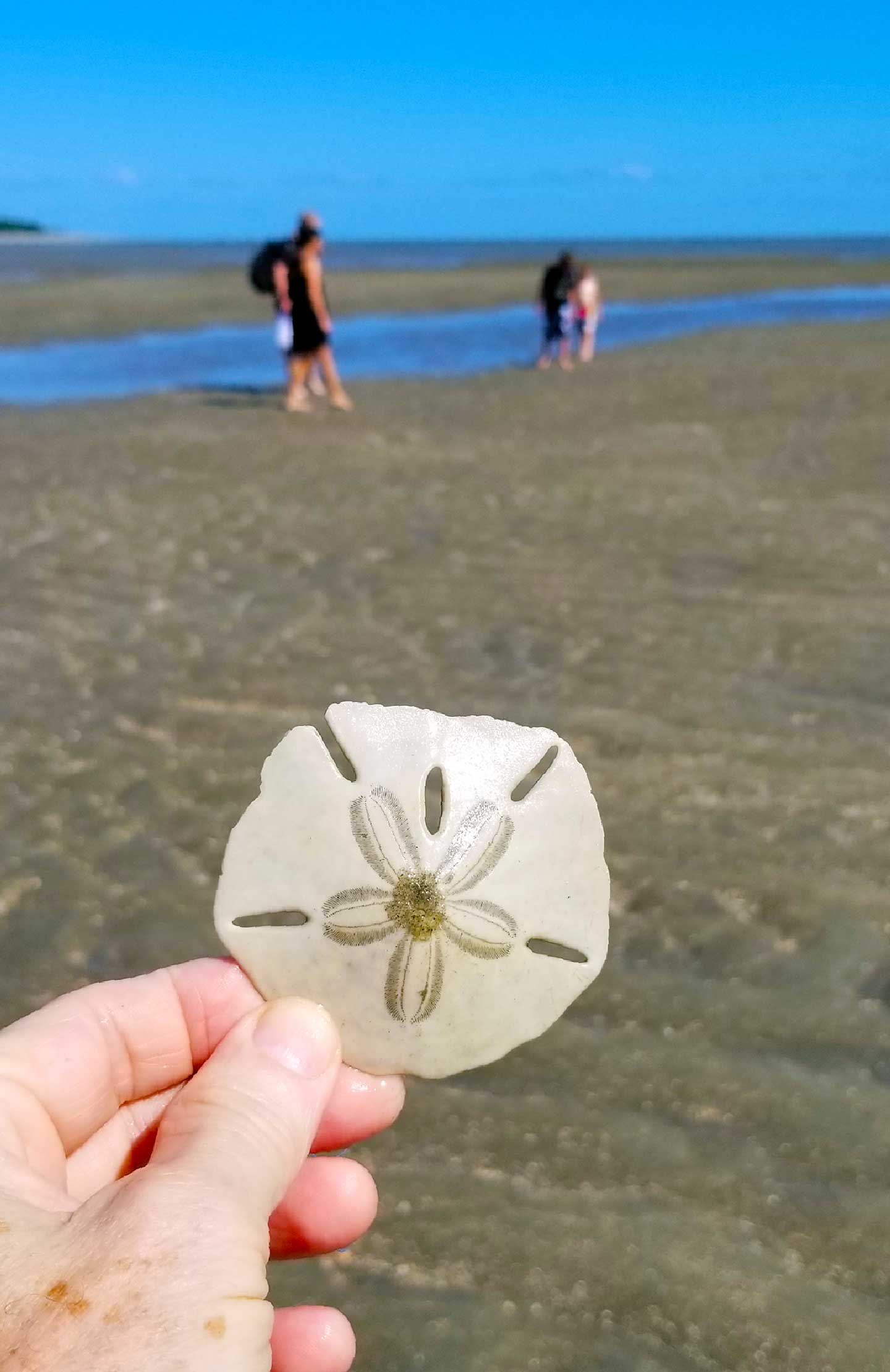 Found a sand dollar at Vanishing Island, Hilton Head Island, SC